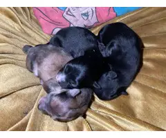 3 healthy Pomeranian babies - 3