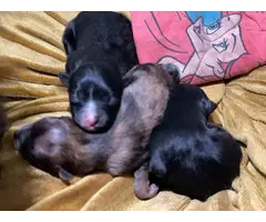 3 healthy Pomeranian babies - 4