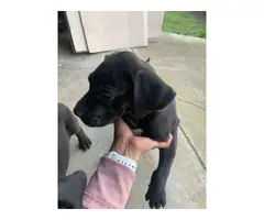 Great Dane puppies need great homes