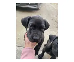Great Dane puppies need great homes