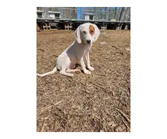 Coonhound puppy 4 months old