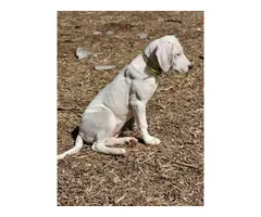 Coonhound puppy 4 months old - 2