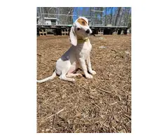 Coonhound puppy 4 months old - 3