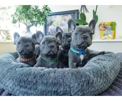 Beautiful AKC registered French Bulldog puppies