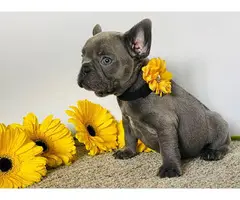 3 AKC French Bulldog Puppies for Sale