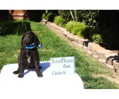 Standard Poodle Puppies for sale - 6