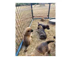 5 GSD puppies for sale - 3