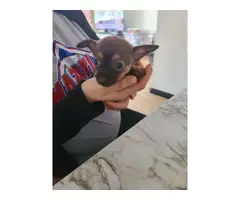 2 Adorable Chihuahua Puppies - 2
