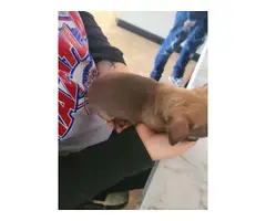 2 Adorable Chihuahua Puppies - 3