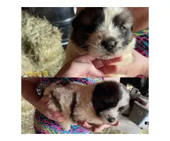 5 Saint Bernard puppies for adoption