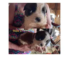 5 Saint Bernard puppies for adoption - 2