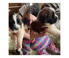 5 Saint Bernard puppies for adoption - 3