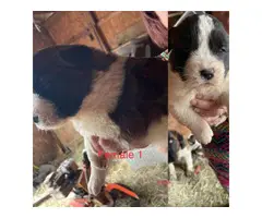 5 Saint Bernard puppies for adoption - 4