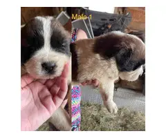 5 Saint Bernard puppies for adoption - 5