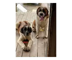 5 Saint Bernard puppies for adoption - 6