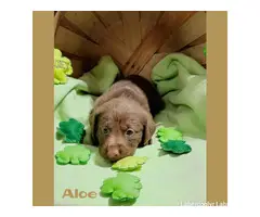 AKC Pups - Chocolate & Silver - 3