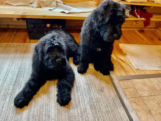2 Black Russian Terrier Puppies for Sale - 1/7