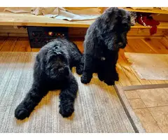 2 Black Russian Terrier Puppies for Sale
