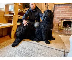 2 Black Russian Terrier Puppies for Sale - 2