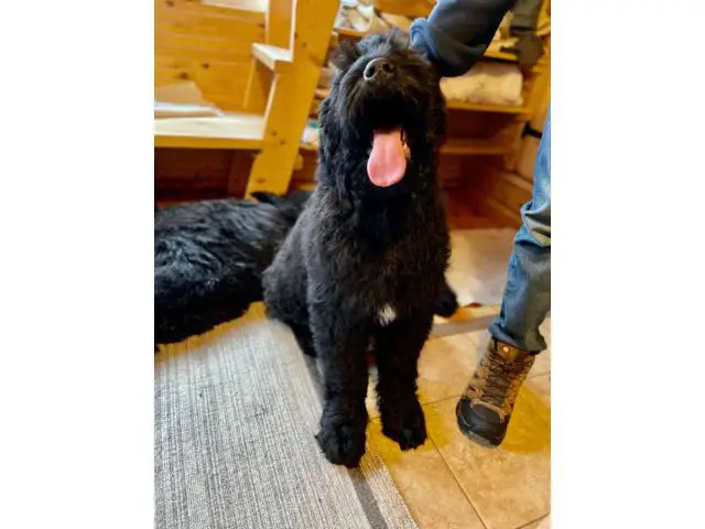 2 Black Russian Terrier Puppies for Sale - 3/7
