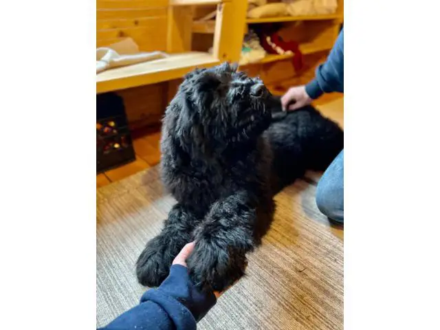 2 Black Russian Terrier Puppies for Sale - 4/7