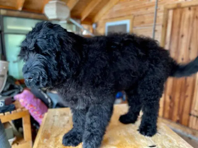 2 Black Russian Terrier Puppies for Sale - 5/7