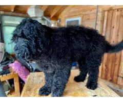 2 Black Russian Terrier Puppies for Sale - 5