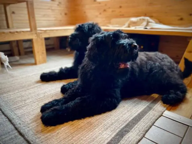 2 Black Russian Terrier Puppies for Sale - 6/7