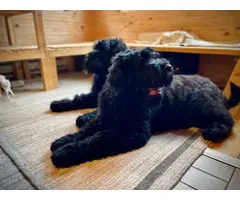 2 Black Russian Terrier Puppies for Sale - 6