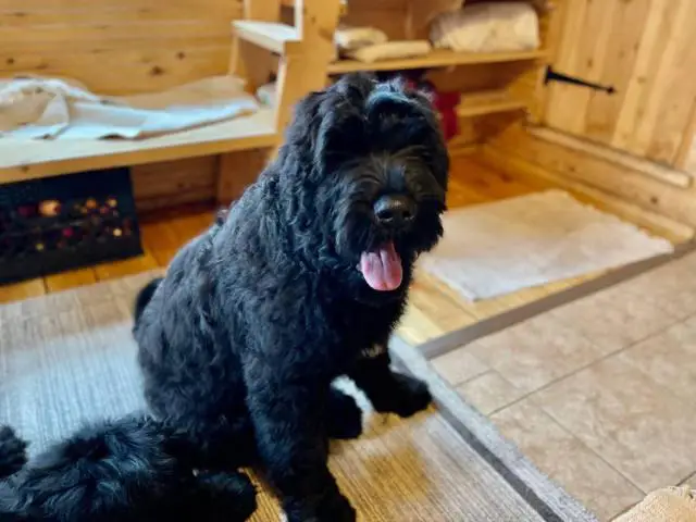 2 Black Russian Terrier Puppies for Sale - 7/7
