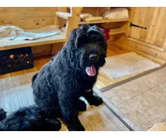 2 Black Russian Terrier Puppies for Sale - 7