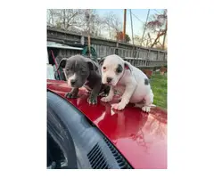 2 female pit bull puppies rehoming - 1