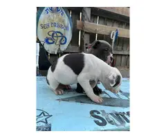 2 female pit bull puppies rehoming - 2