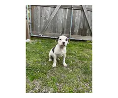 2 female pit bull puppies rehoming - 4
