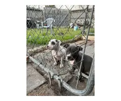 2 female pit bull puppies rehoming - 5
