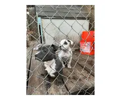 2 female pit bull puppies rehoming - 6