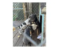 2 female pit bull puppies rehoming - 8