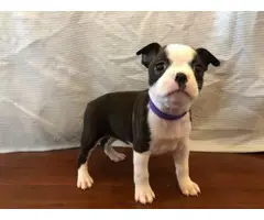 Boston terrier puppies for sale