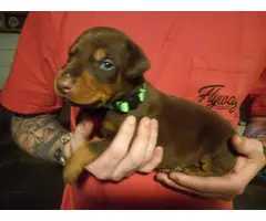 6 Stunning AKC Doberman puppies for sale