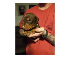 6 Stunning AKC Doberman puppies for sale - 6