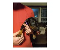 6 Stunning AKC Doberman puppies for sale - 7