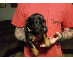 6 Stunning AKC Doberman puppies for sale - 9