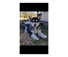 3 purebred Husky puppies for sale