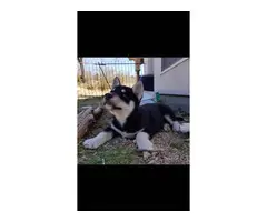 3 purebred Husky puppies for sale - 3