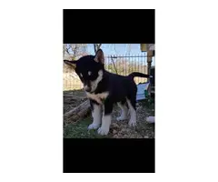 3 purebred Husky puppies for sale - 4