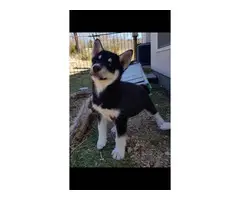 3 purebred Husky puppies for sale - 5