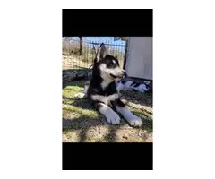3 purebred Husky puppies for sale - 6