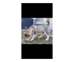 3 purebred Husky puppies for sale - 7