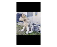 3 purebred Husky puppies for sale - 8