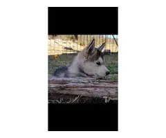 3 purebred Husky puppies for sale - 9